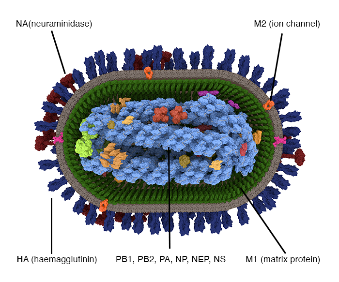 Image of viral components, each with a link to the list of available reagents for that component